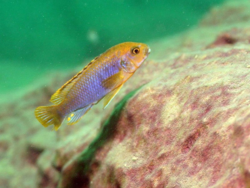 Iodotropheus sprengerae 'Makokola Reef'